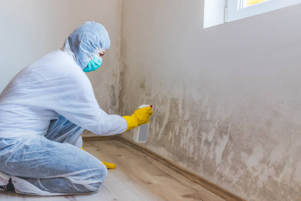 Professional mold removal team in Boulder